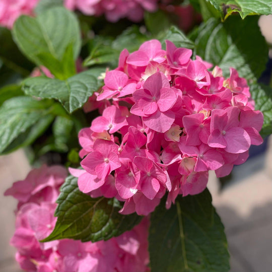 Hydrangea - Pink Splendor - 2 gallon