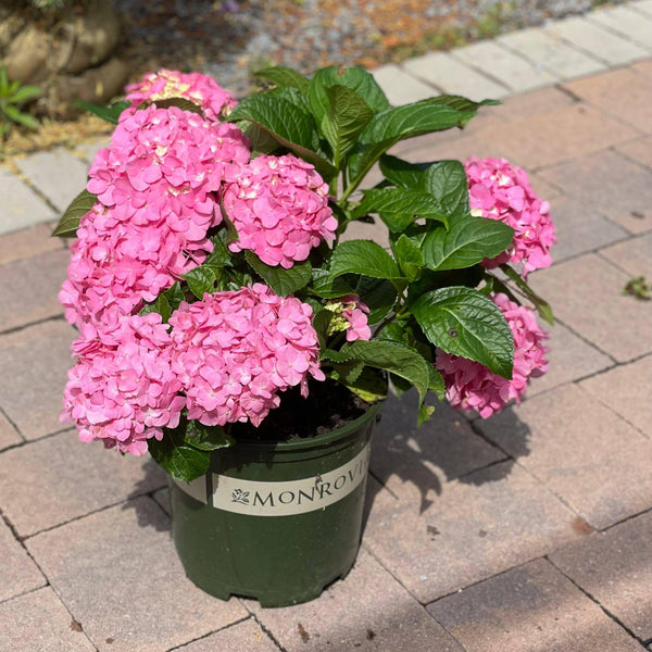 Hydrangea - Pink Splendor - 2 gallon - Hicks Nurseries