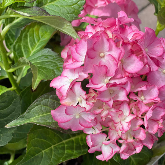 Hydrangea - Seaside Serenade® Hamptons - 2 gallon
