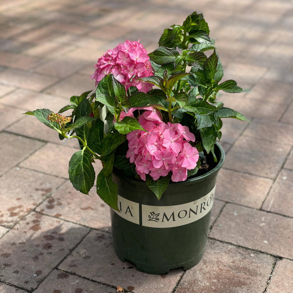 Hydrangea - Seaside Serenade® Hamptons