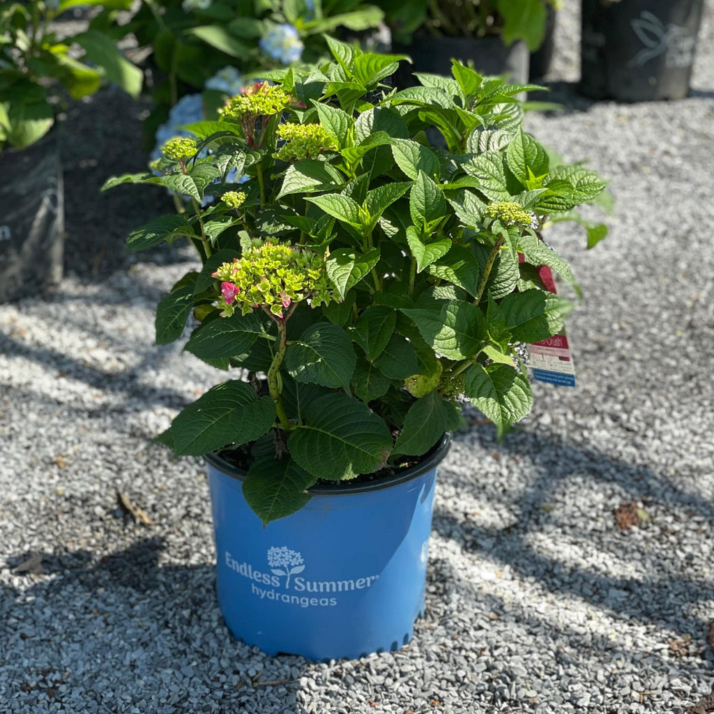 Hortensia - Summer Crush® - 3 gallonHortensia - Summer Crush® - 3 gallon  