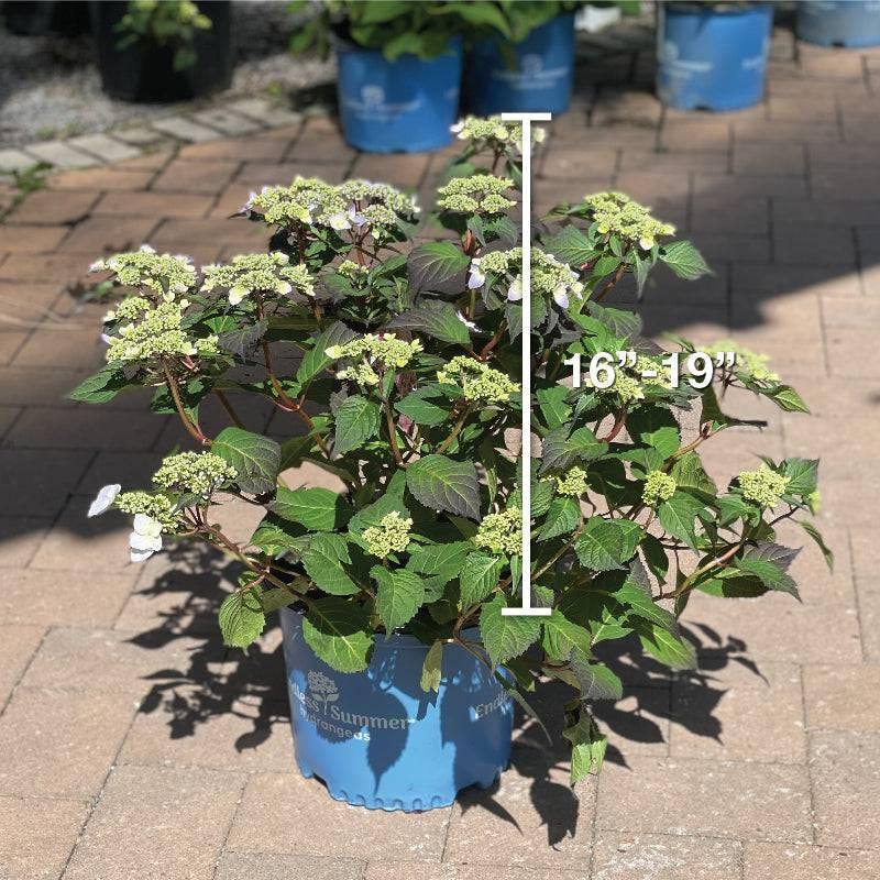 ドナルド・サルタン 「hydrangea in a green pot」 738678.jpg
