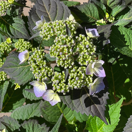 Hydrangea - Twist-n-Shout® - 3 gallon