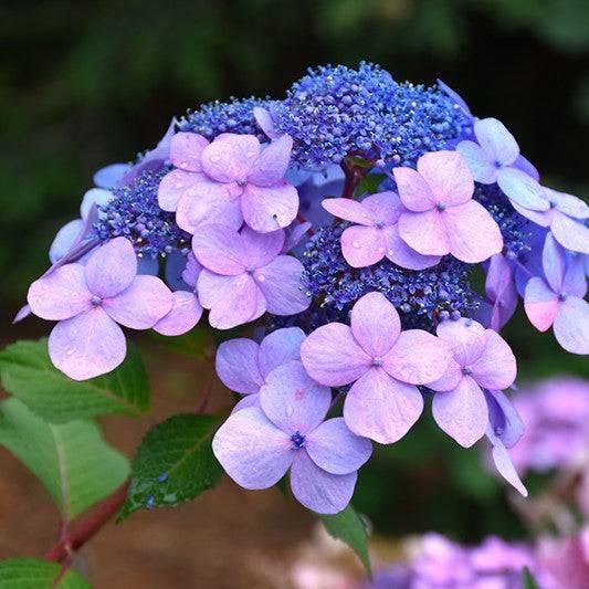 Hydrangea - Twist-n-Shout® - 5 gallon