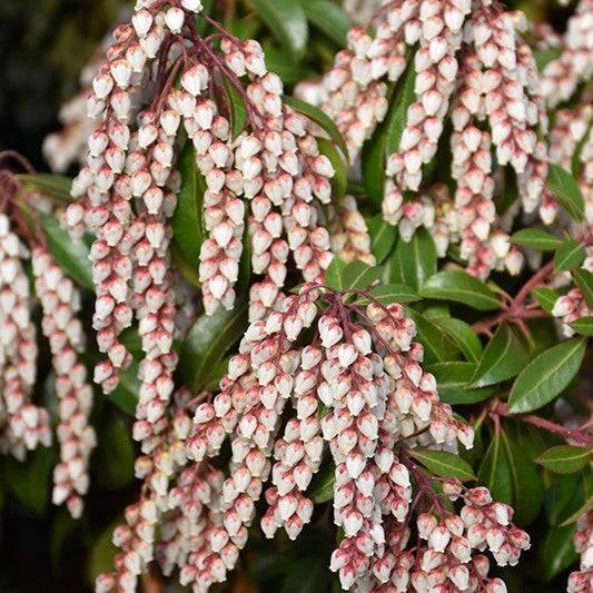 落葉樹 endoman. Japanese Andromeda - Dorothy Wycoff - 3 gallon