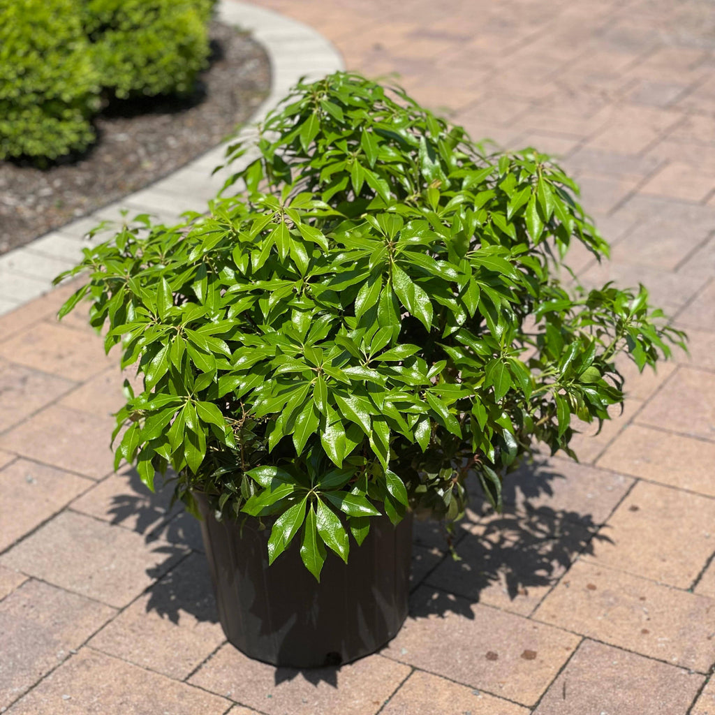 Japanese Andromeda - Dorothy Wycoff - 3 gallon