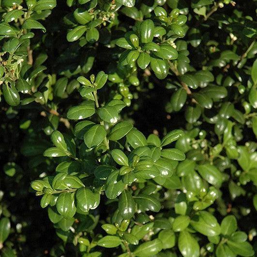 Japanese Holly - Chesapeake - 15 gallon