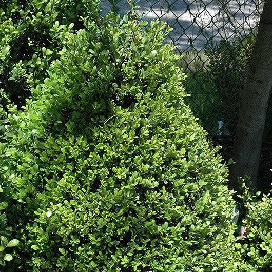 Japanese Holly - Compacta - 3 gallon