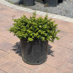 絕版款　新品  amuseable holly モチノキ Helleri Japanese Holly (Ilex crenata 'Helleri') in Columbus Dublin