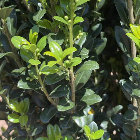 Japanese Holly - Sky Pencil - 7 gallon