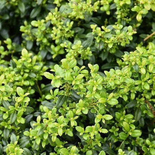 Japanese Holly - Soft Touch - 3 gallon