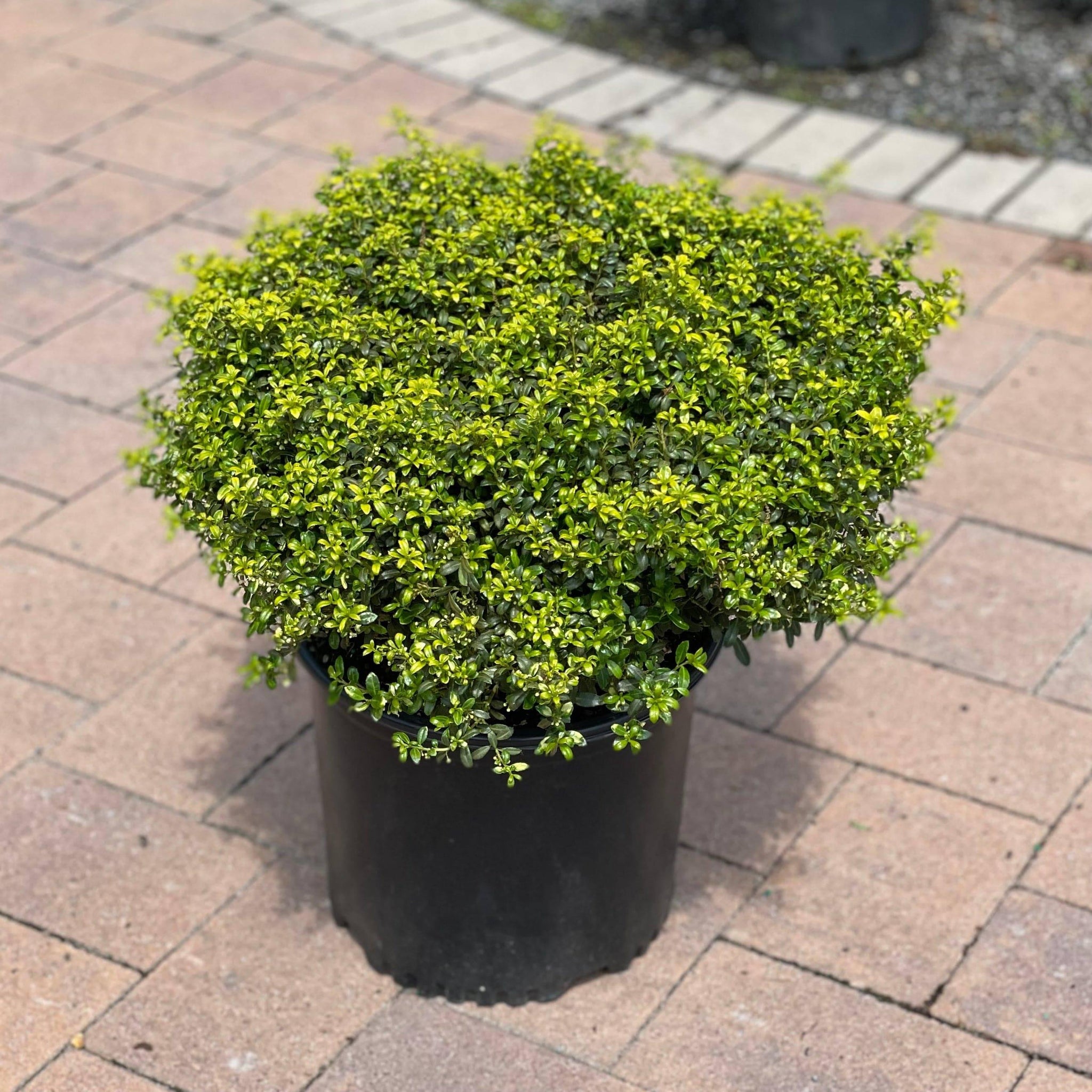 Japanese Holly - Soft Touch - 3 gallon