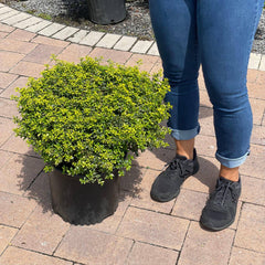 Japanese Holly - Soft Touch - 3 gallon