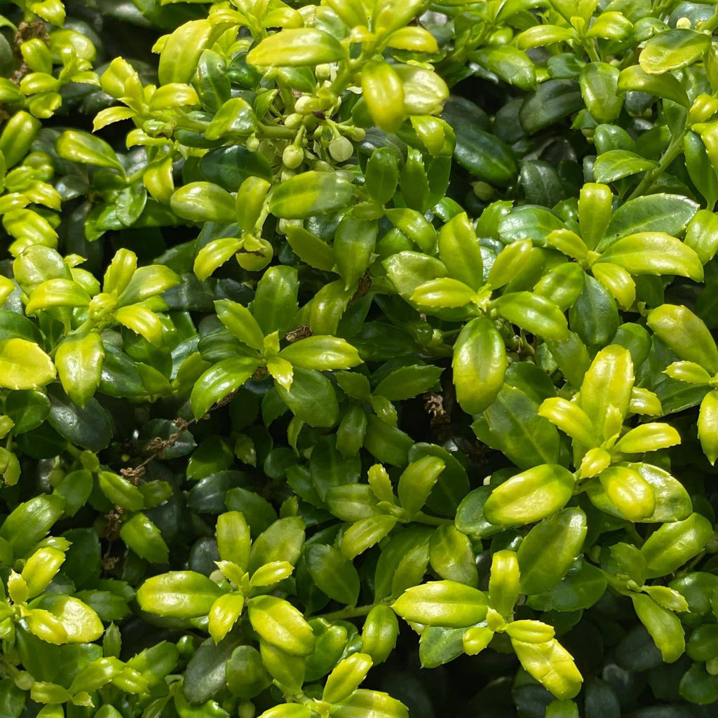 Japanese Holly - Soft Touch - 3 gallon