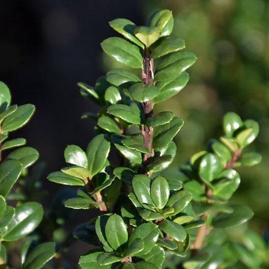 Japanese Holly - Steeds - 3 gallon