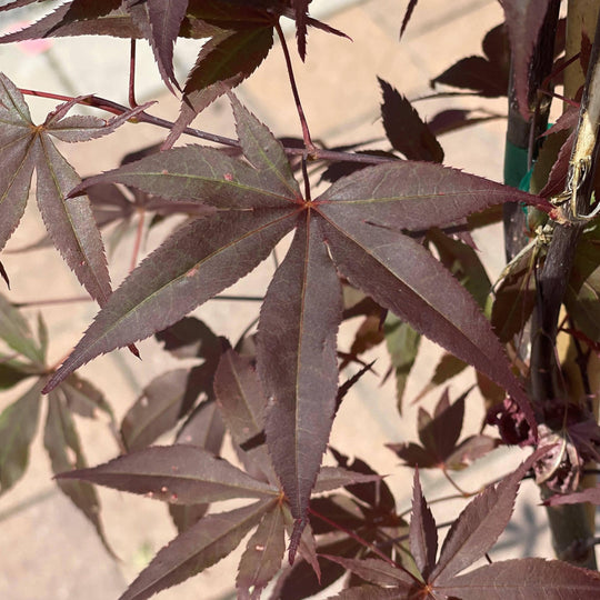 Japanese Maple -  Bloodgood - 3 gallon