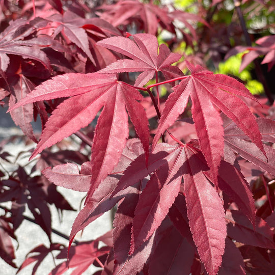 Japanese Maple - Bloodgood - 35 gallon