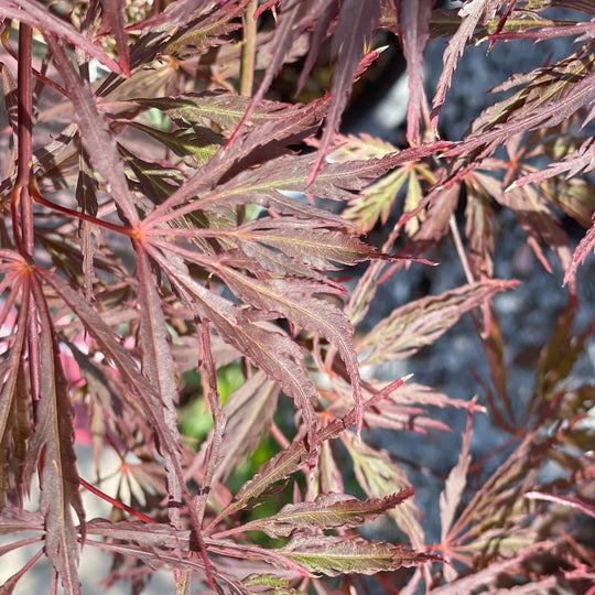 Japanese Maple - Crimson Queen - 5 gallon