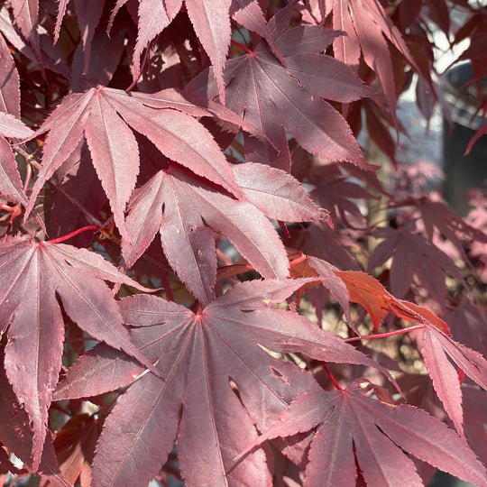 Japanese Maple - Emperor I® - 35 gallon