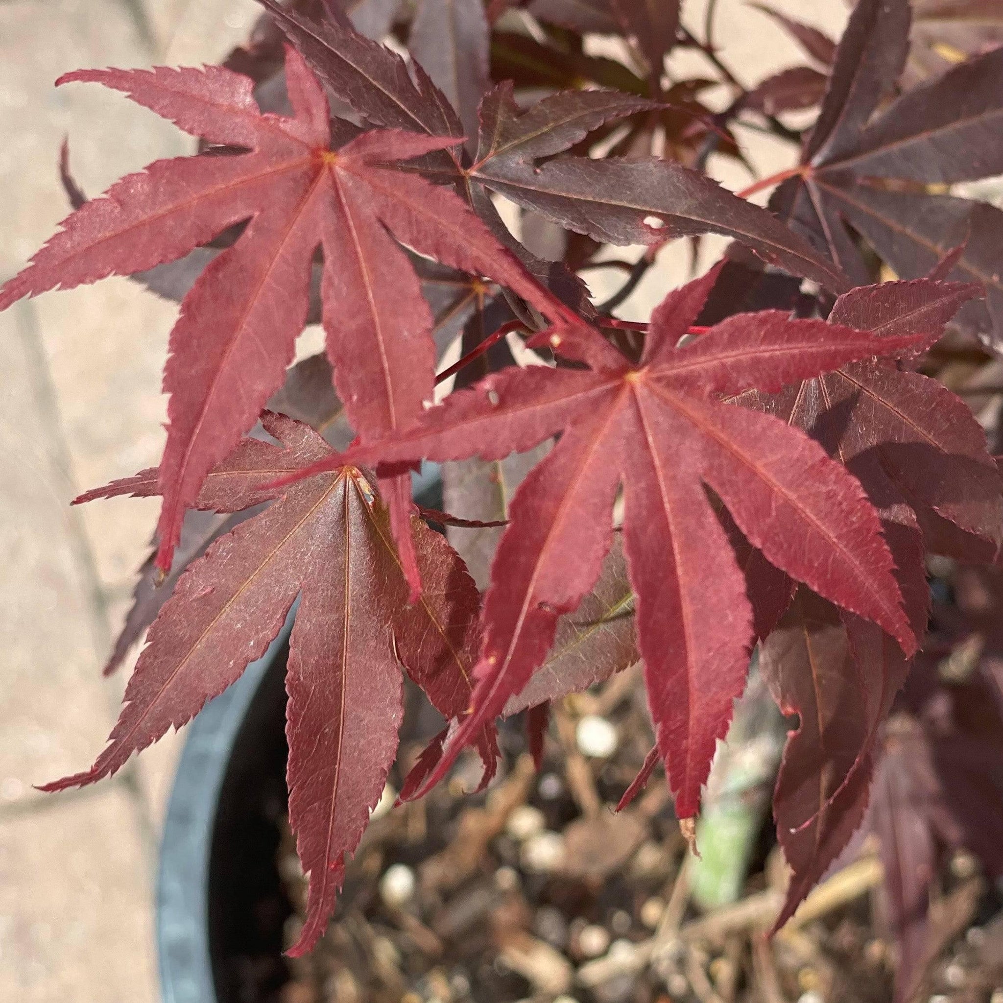 Japanese Maple - Fireglow - 5 gallon