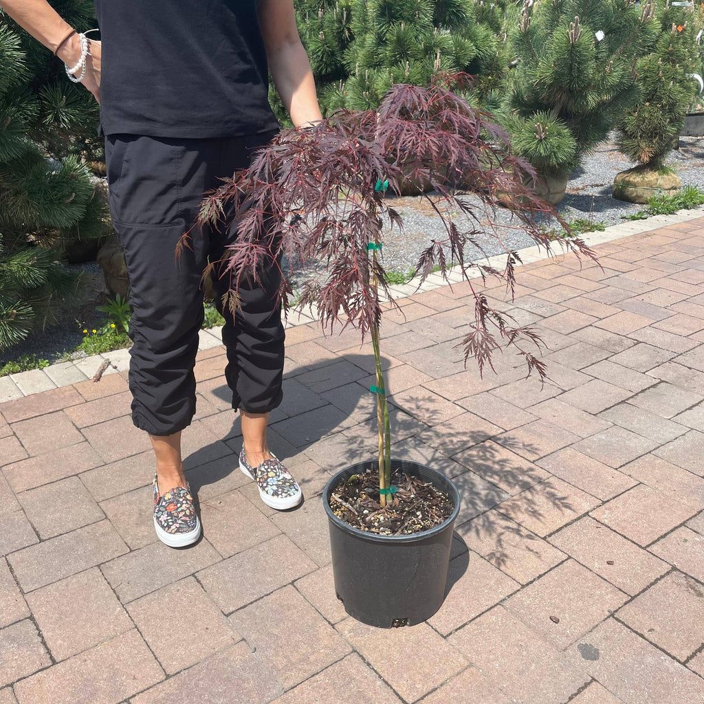 Japanese Maple - Tamukeyama - 3 gallon