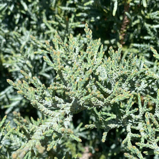 Juniper - Angelica Blue - 3 gallon