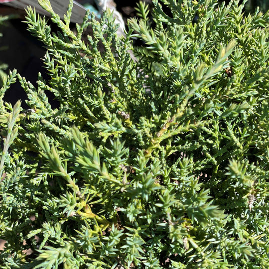 Juniper - Angelica Blue Pompom - 6 gallon