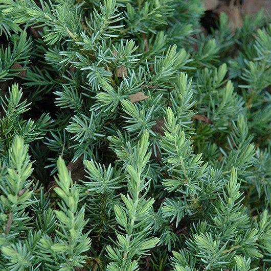 Juniper - Blue Pacific - 3 gallon