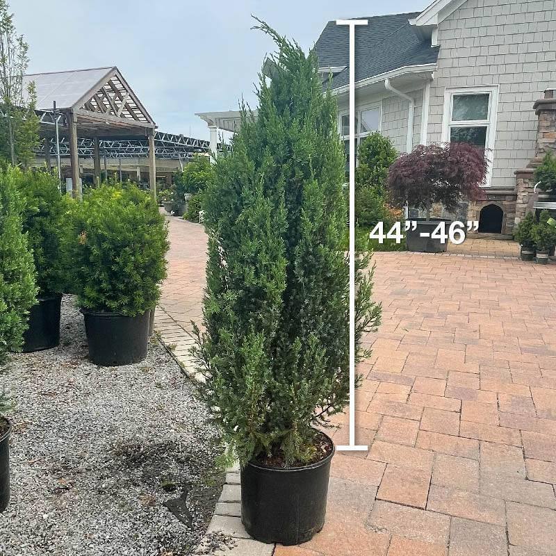 Juniper Blue Point 3 gallon