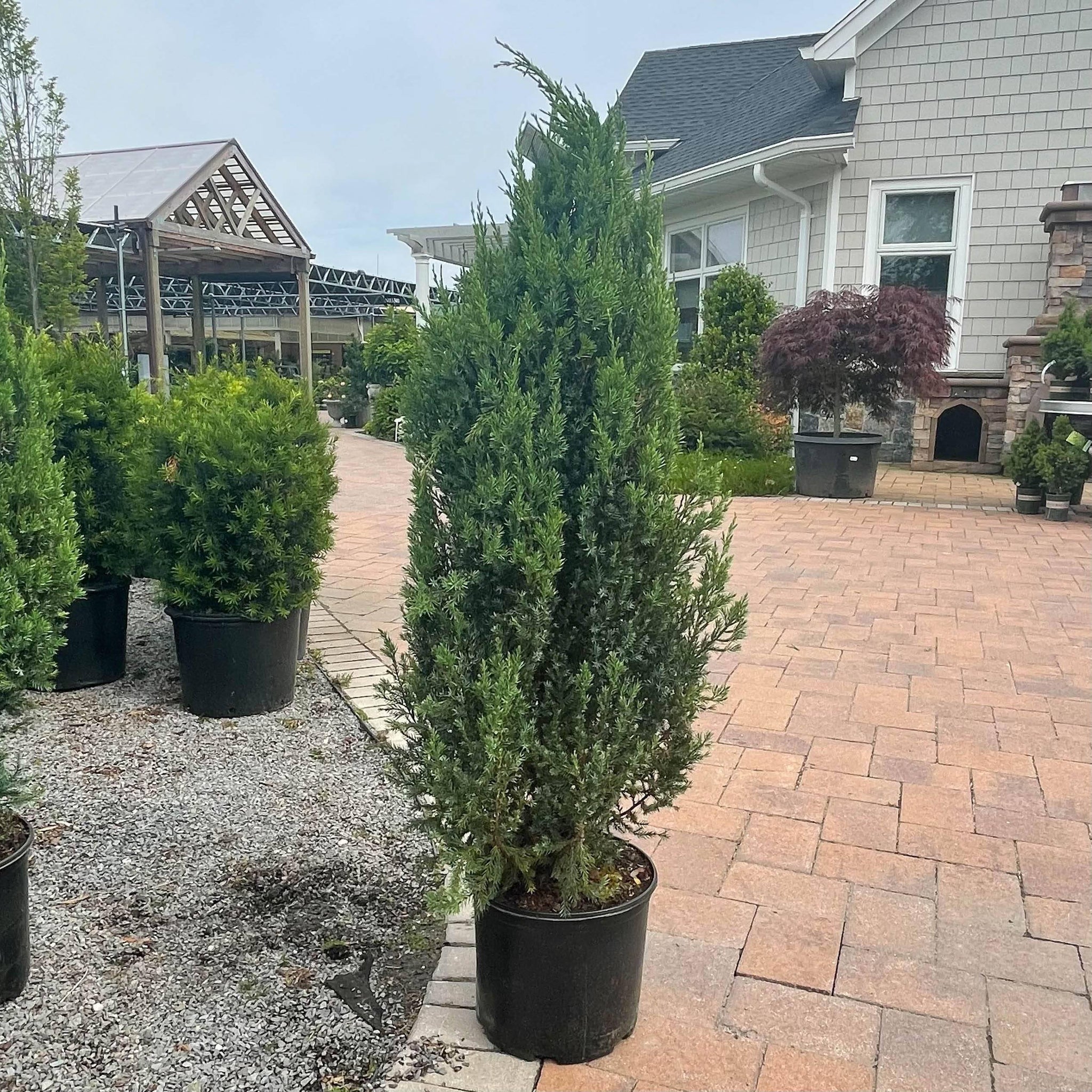 Juniper Blue Point 3 gallon