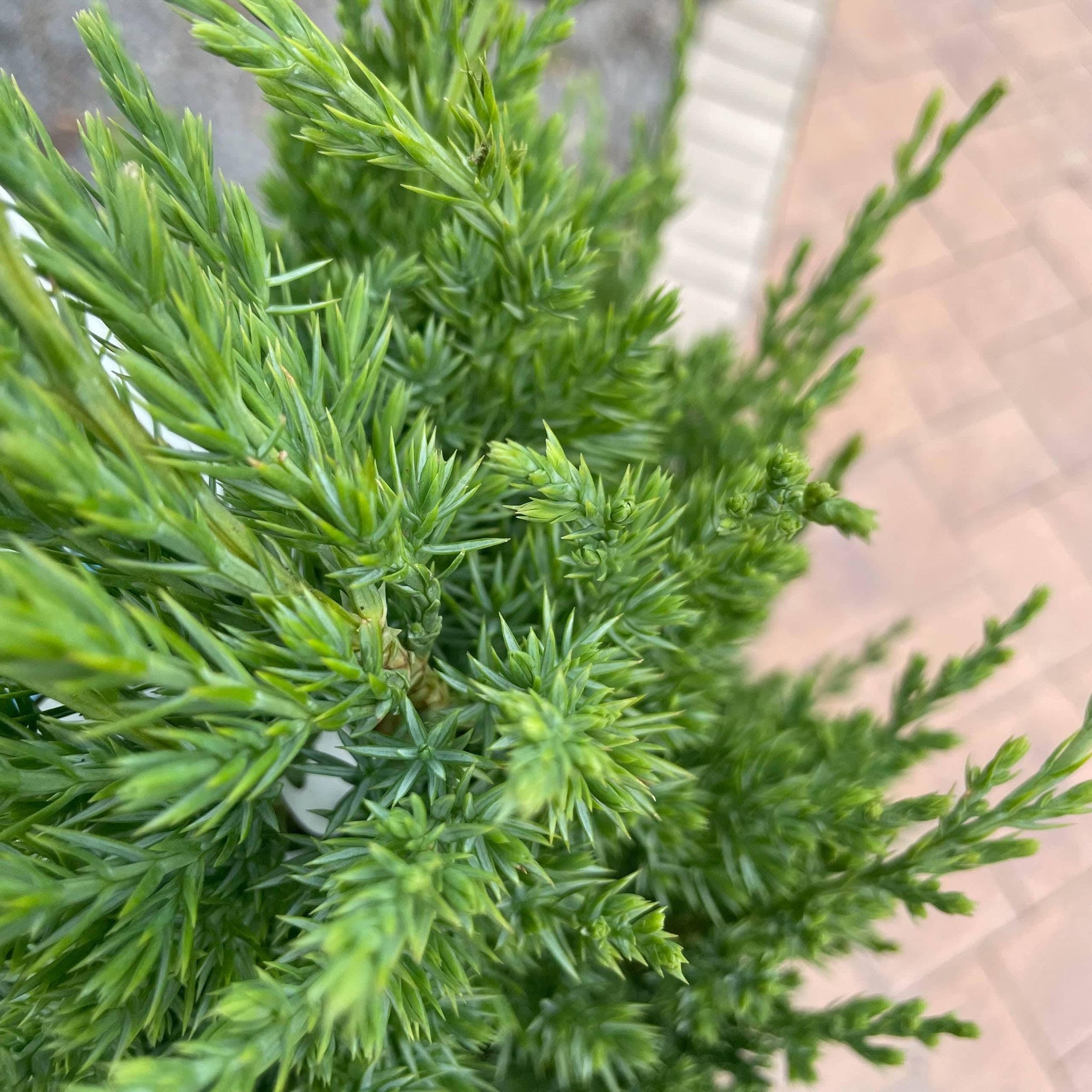 Juniper Blue Point 3 gallon