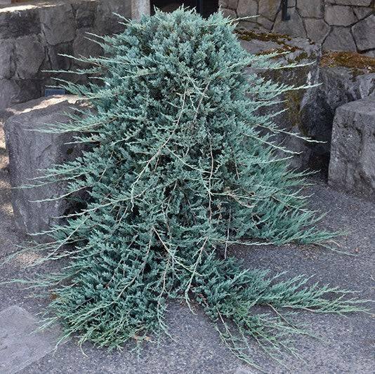 Juniper - Blue Rug - 3 gallon