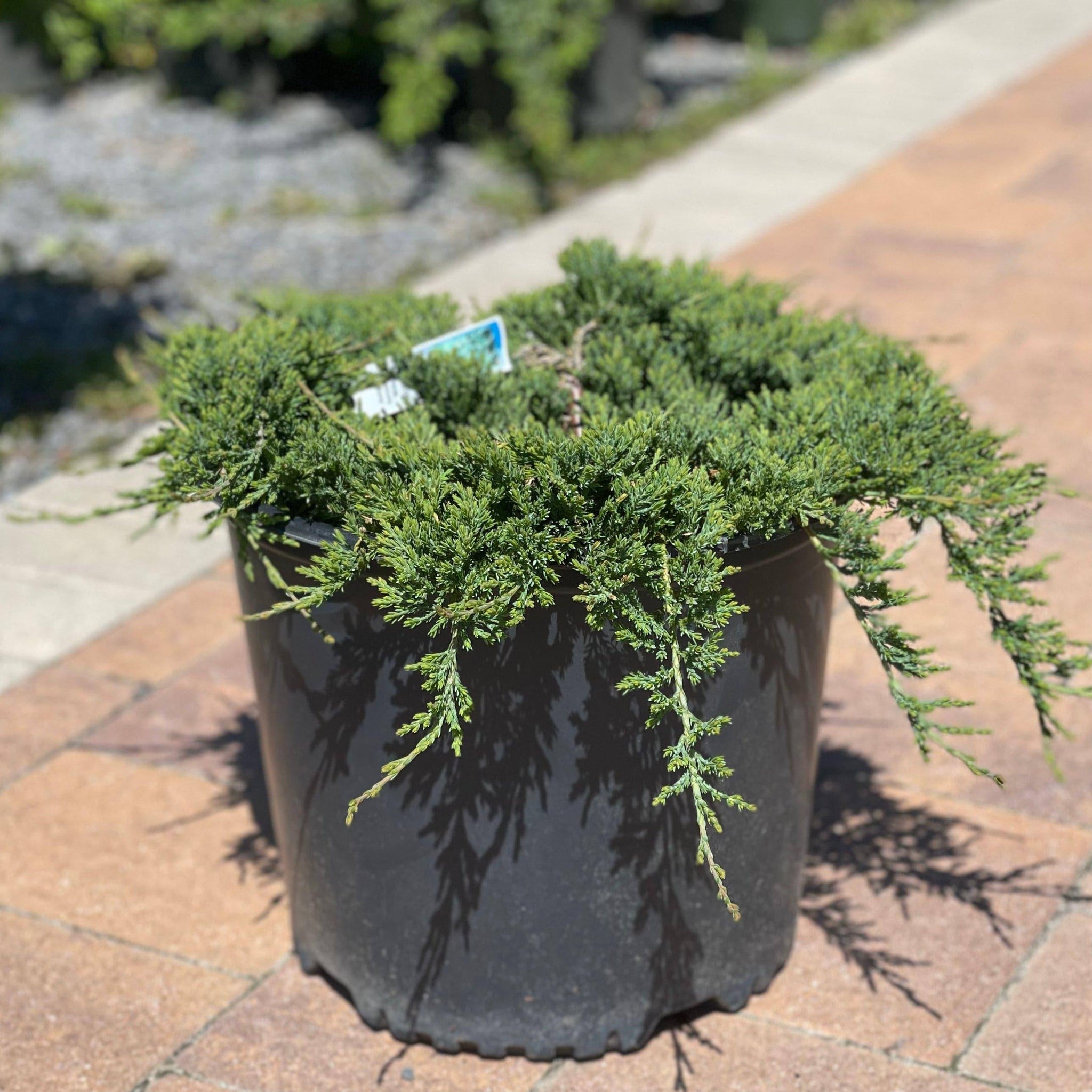 Juniper Blue Rug 3 gallon