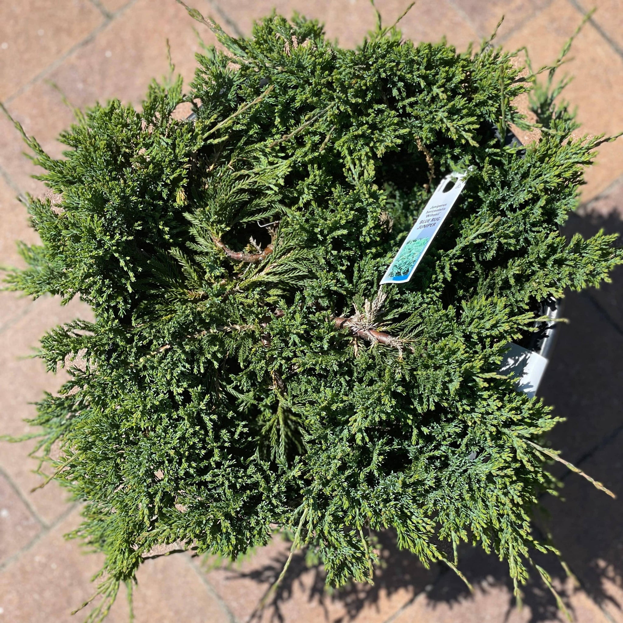Juniper Blue Rug 3 gallon