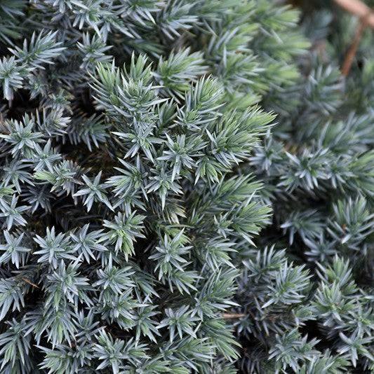 Juniper - Blue Star - 1 gallon