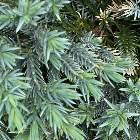 Juniper - Blue Star - 3 gallon