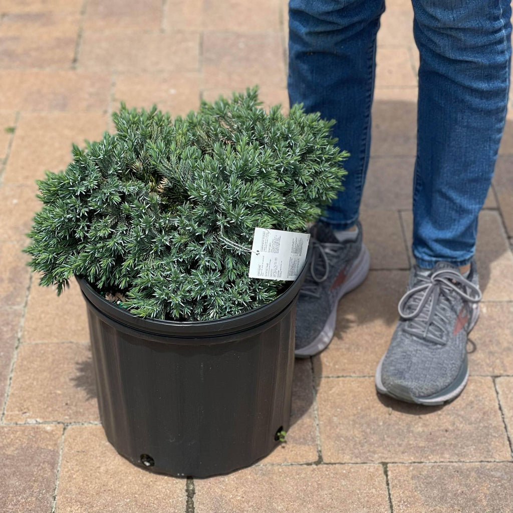 Hicks Nurseries Blue Star Juniper