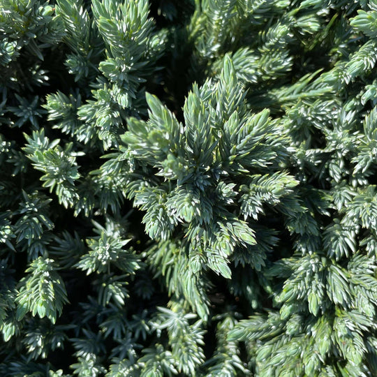 Juniper - Blue Star - Standard