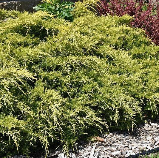 Juniper - Gold Lace - 3 gallon