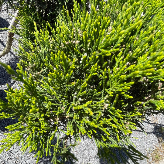 Juniper - Mint Julep Pompom - 5 gallon