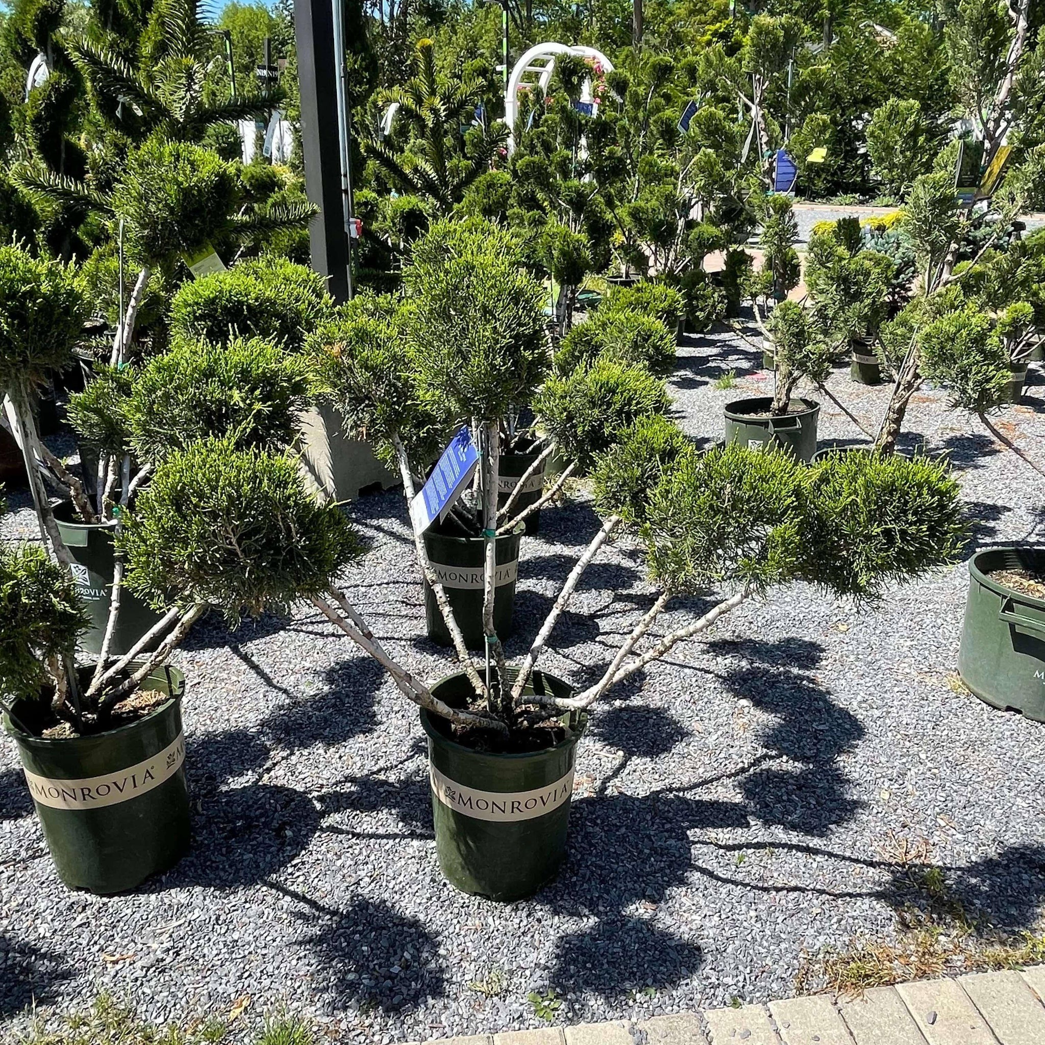 Juniper Mint Julep Pompom 5 gallon