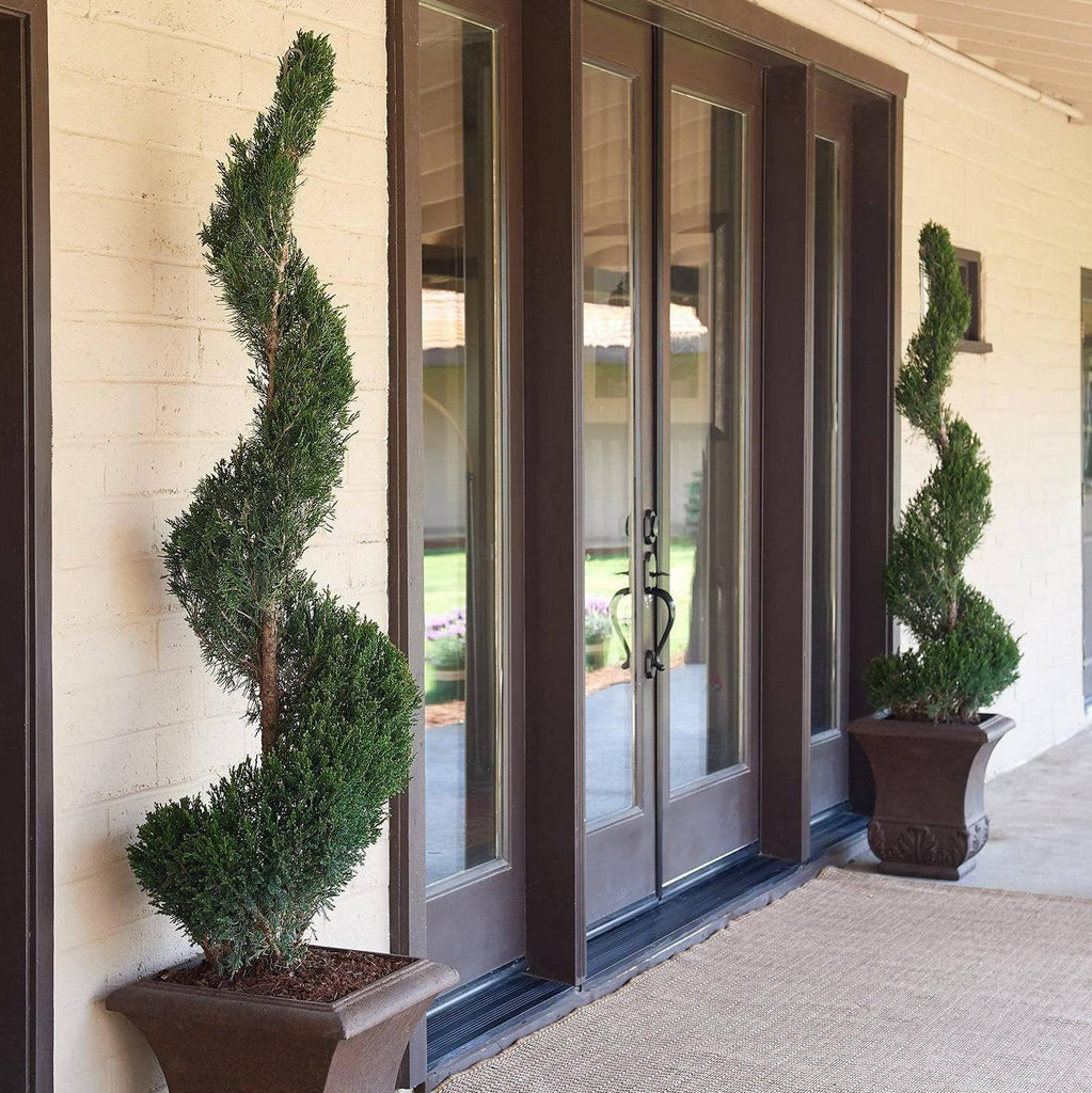 Juniper Mint Julep Spiral 5 gallon