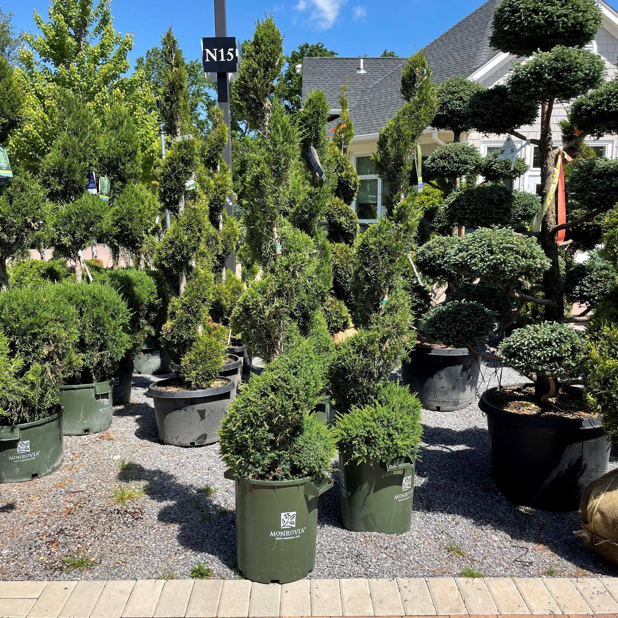 Juniper Mint Julep Spiral 7 gallon