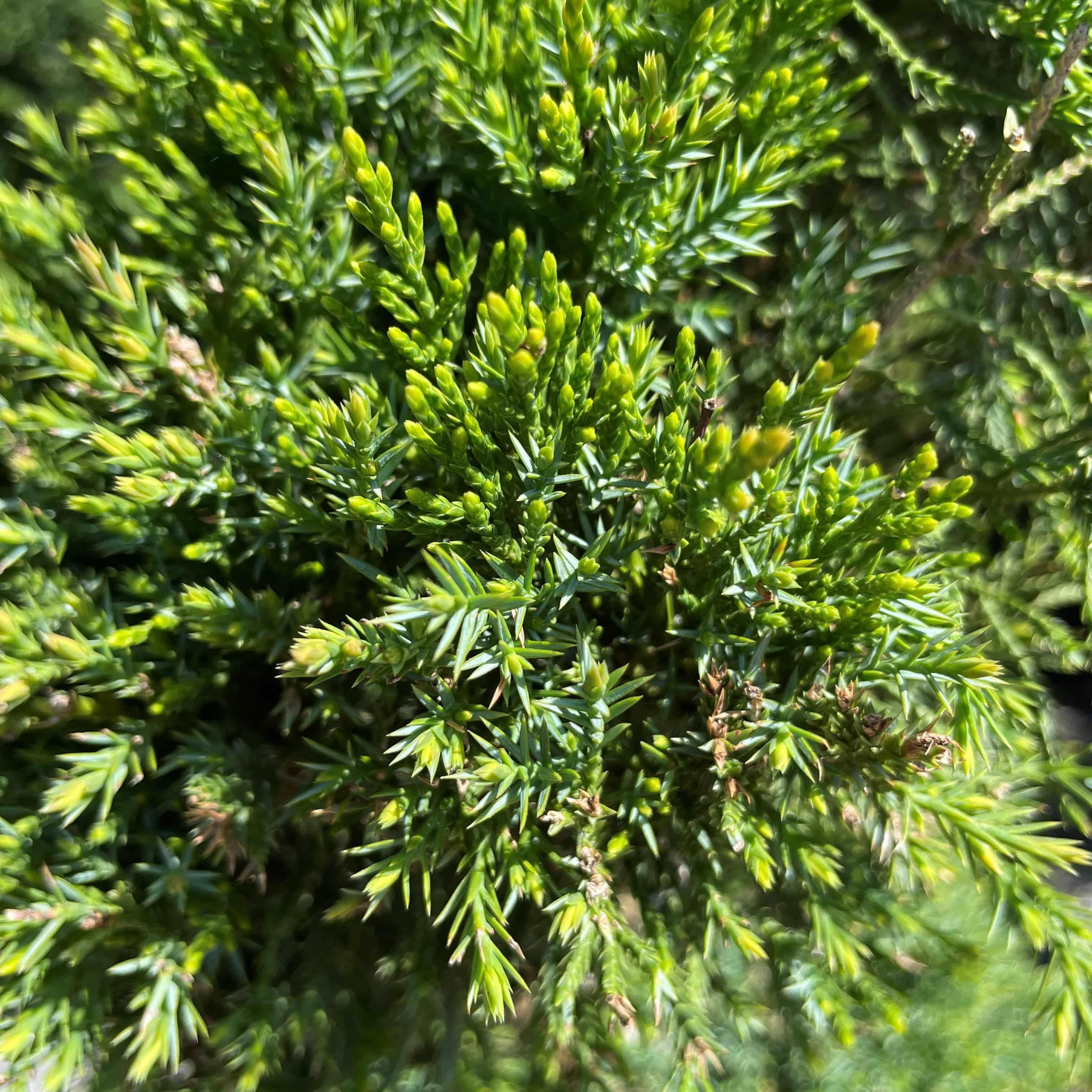 Juniper - Mint Julep Spiral - 7 gallon, image size:3024x3024