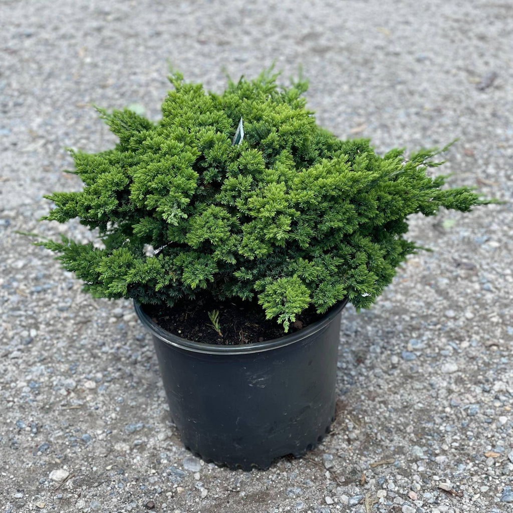 juniper house plant Juniper Japanese Garden