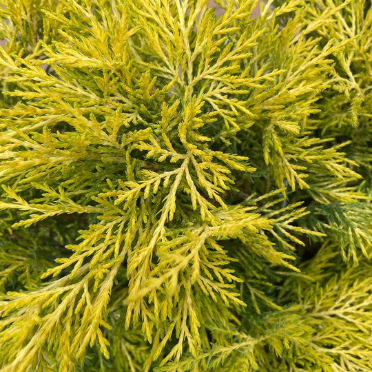 Juniper - Saybrook Gold - 3 gallon