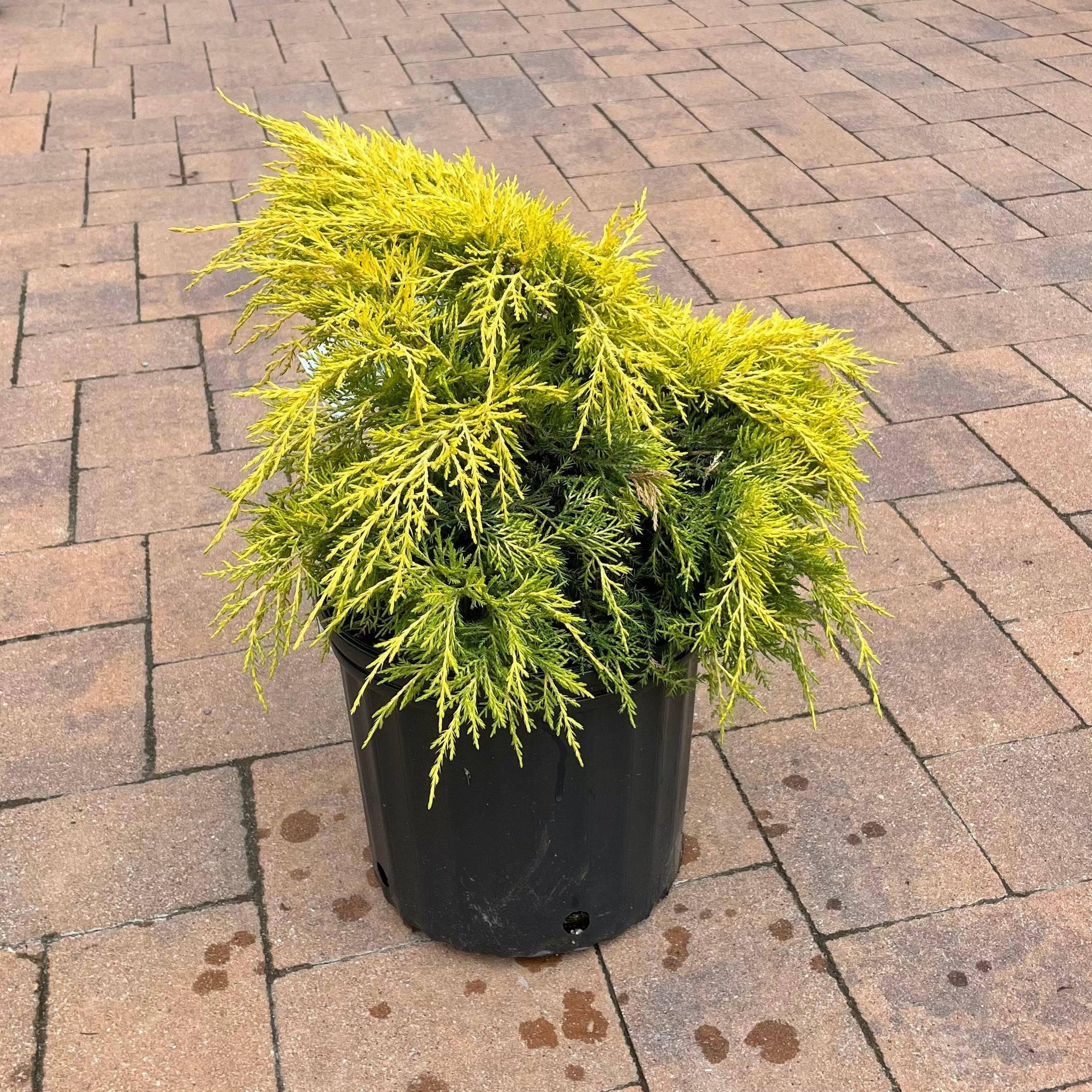Juniper Saybrook Gold 3 gallon