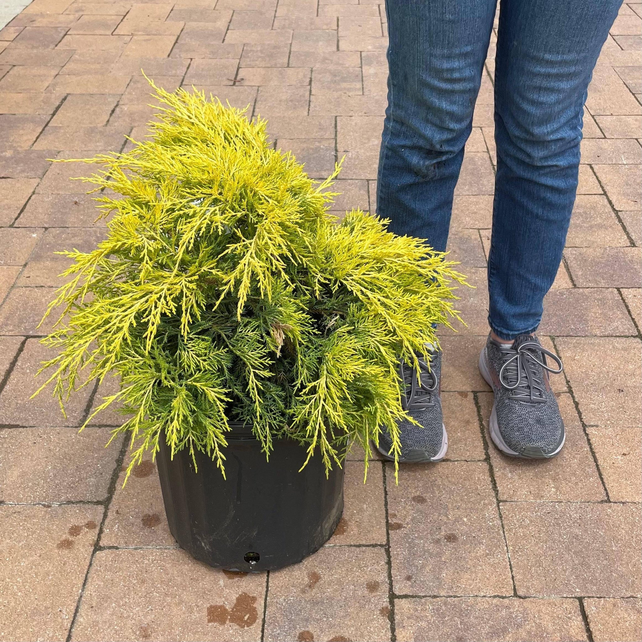 Juniper Saybrook Gold 3 gallon