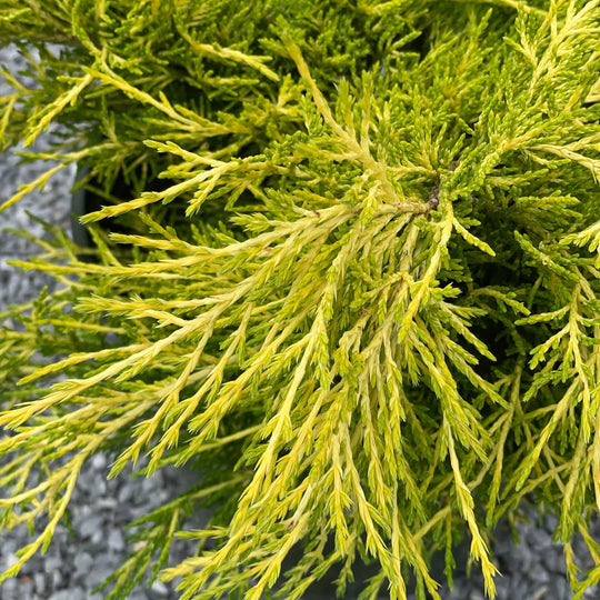 Juniper - Sea of Gold - 2 gallon