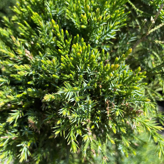Juniper - Spartan Spiral - 10 gallon